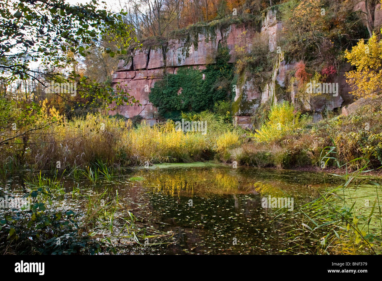 Feuchtgebiete vor Buntsandstein Wand im Herbst, Eberbach, FND Felsennest, Baden-Württemberg, Deutschland Stockfoto