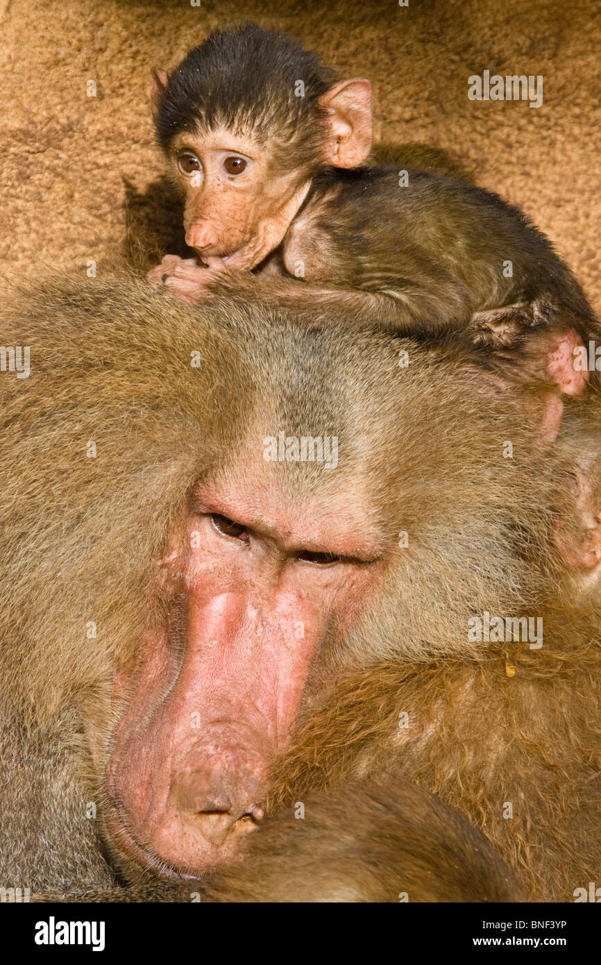 Hamadryas Pavian, Heiligen Pavian (Papio Hamadryas), Kind sitzt auf dem Kopf eines Mannes Stockfoto