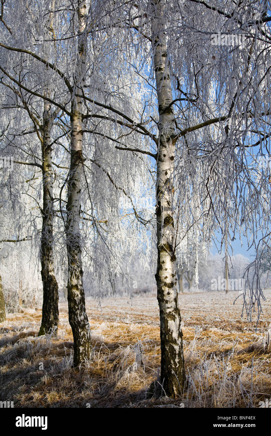 gemeinsamen Birke, Birke, Europäische weiße Birke, weiße Birke (Betula Pendel, Betula Alba), mehrere Bäume am Rande des einen fie Stockfoto