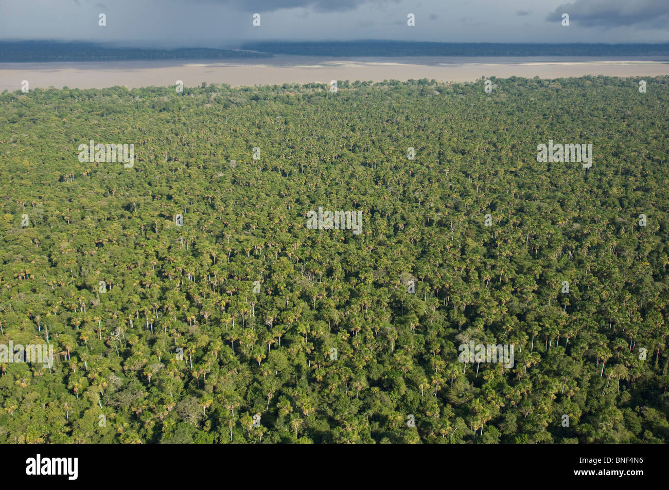 Luftaufnahme der Moriche-Palmen, Loreto Region, Iquitos, Peru Stockfoto