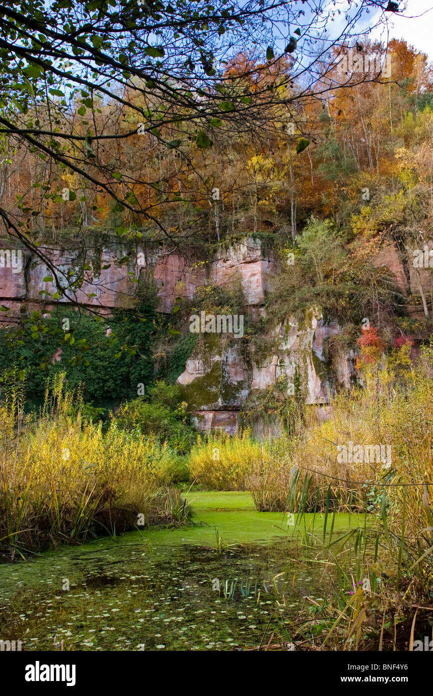 Feuchtgebiete vor Buntsandstein Wand im Herbst, Eberbach, FND Felsennest, Baden-Württemberg, Deutschland Stockfoto