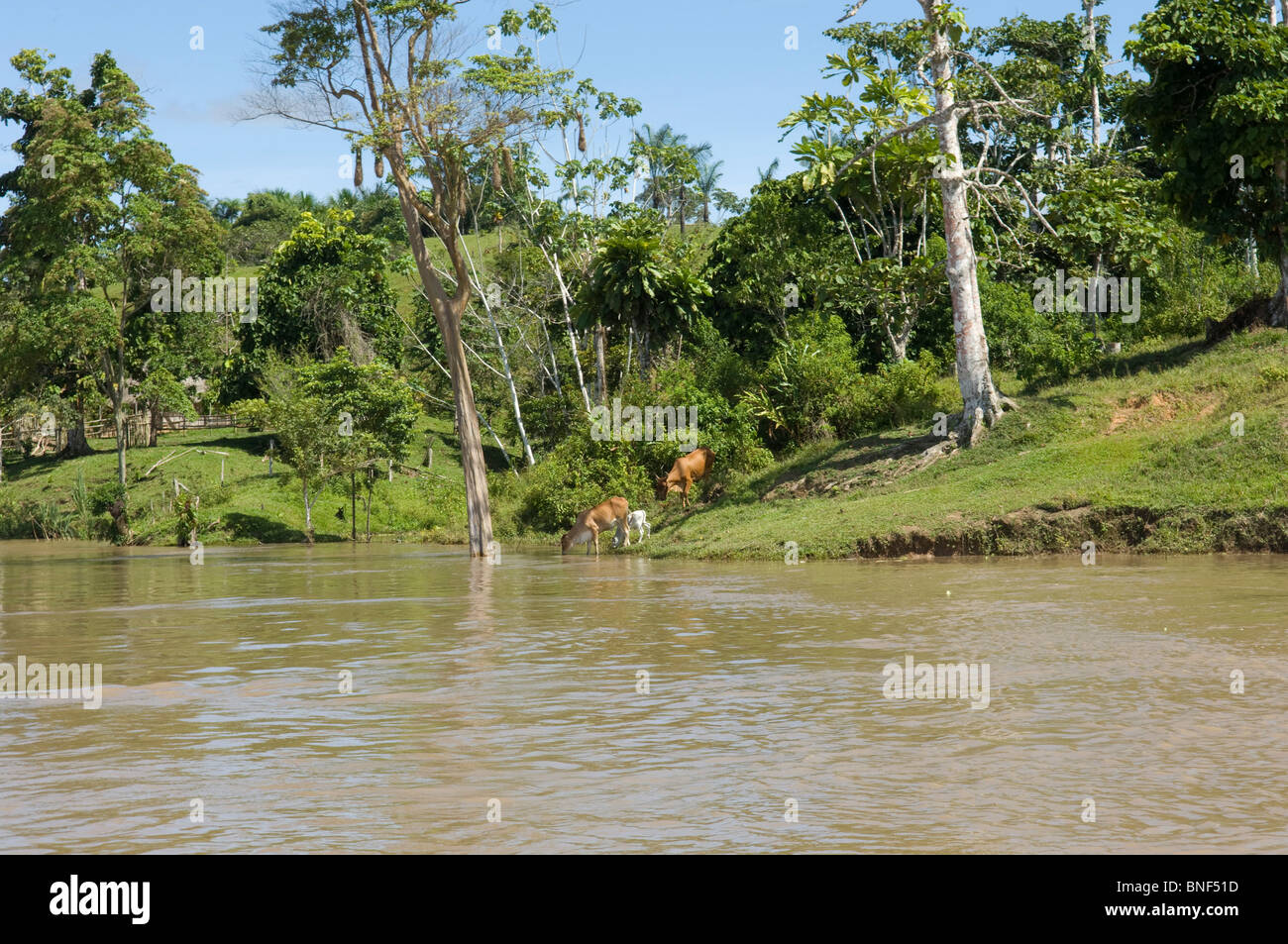 Rinder-Trinkwasser aus dem Fluss, Maranon, Loreto Region, Peru Stockfoto