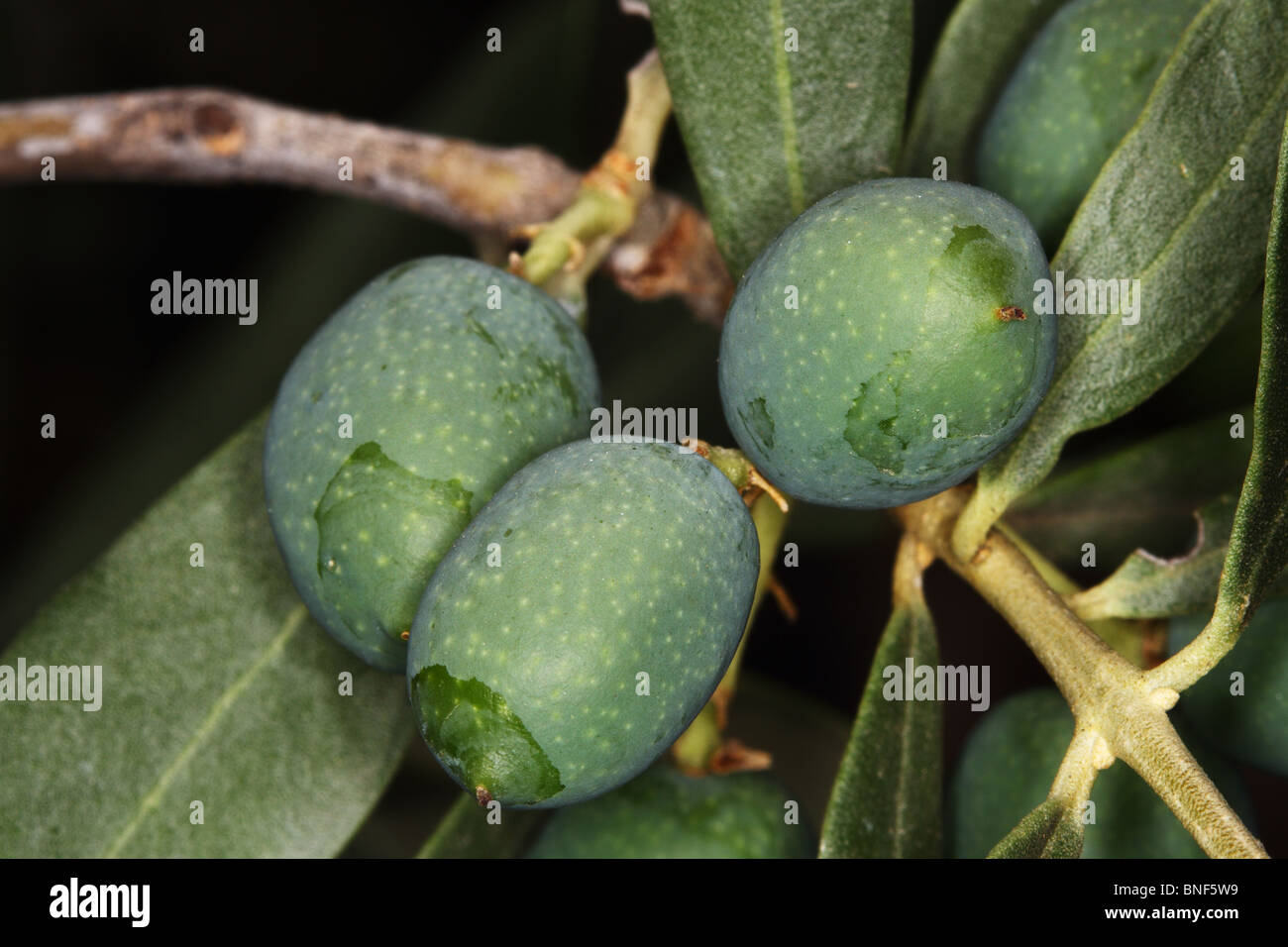 Unreife Oliven auf einem Baum Stockfoto