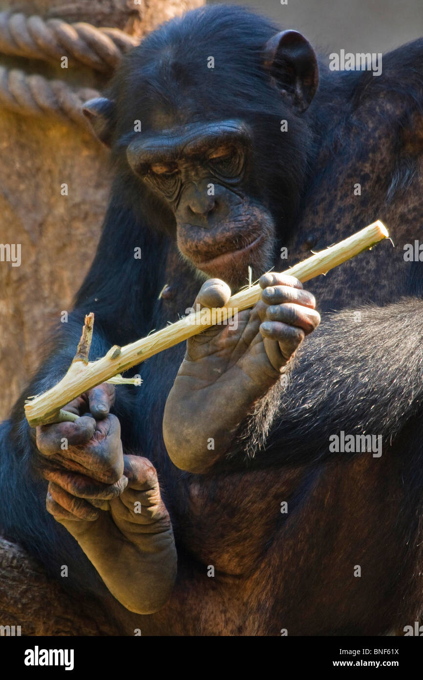 Westlichen gemeinsame Schimpanse (Pan Troglodytes Verus), geschälte Branche in seinen Füßen hält Stockfoto