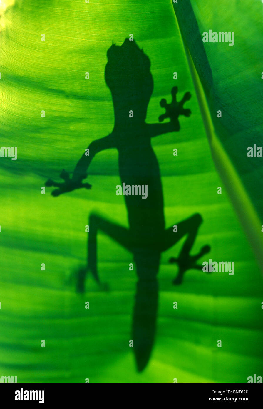 Silhouette eines satanischen Blattes Tailed Gecko (Uroplatus Phantasticus) Madagaskar, Afrika Stockfoto