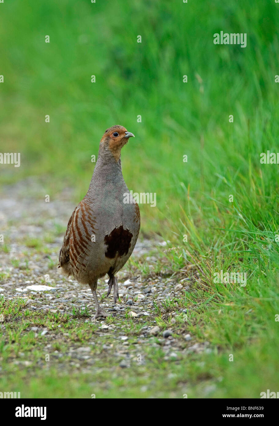 Englische Rebhuhn. Perdix perdix Stockfoto