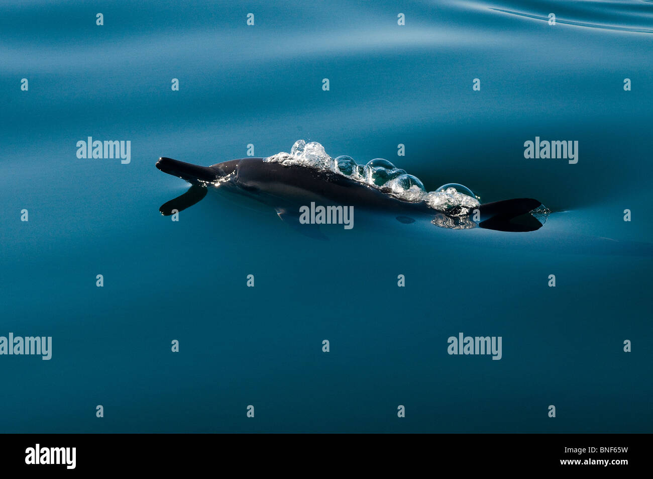 Langem Schnabel Gemeiner Delfin (Delphinus Capensis) Ausatmen in Meer, Provinz Eastern Cape, Südafrika Stockfoto