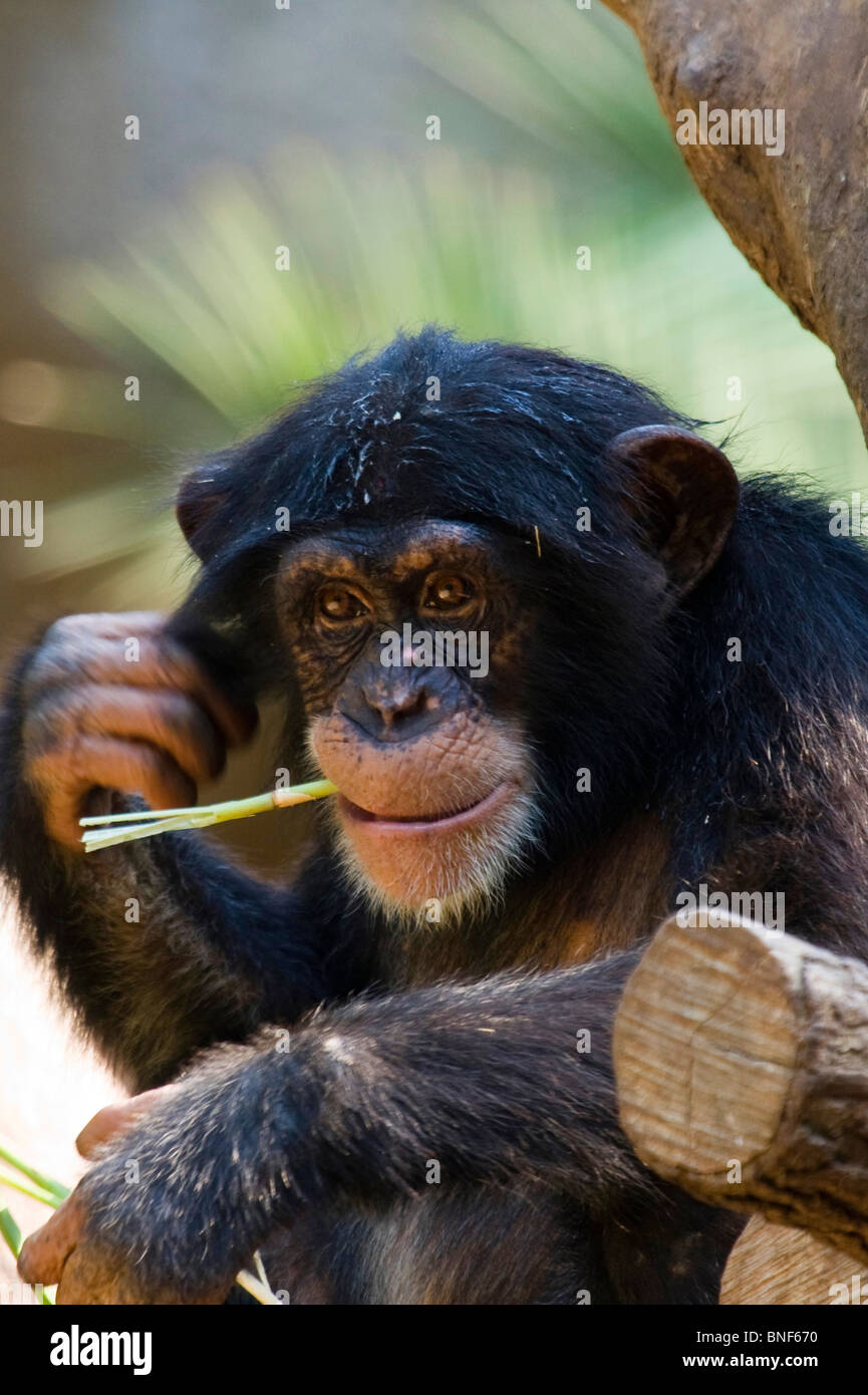 Westlichen gemeinsame Schimpanse (Pan Troglodytes Verus), Kind mit einem Zweig im Schnabel Stockfoto
