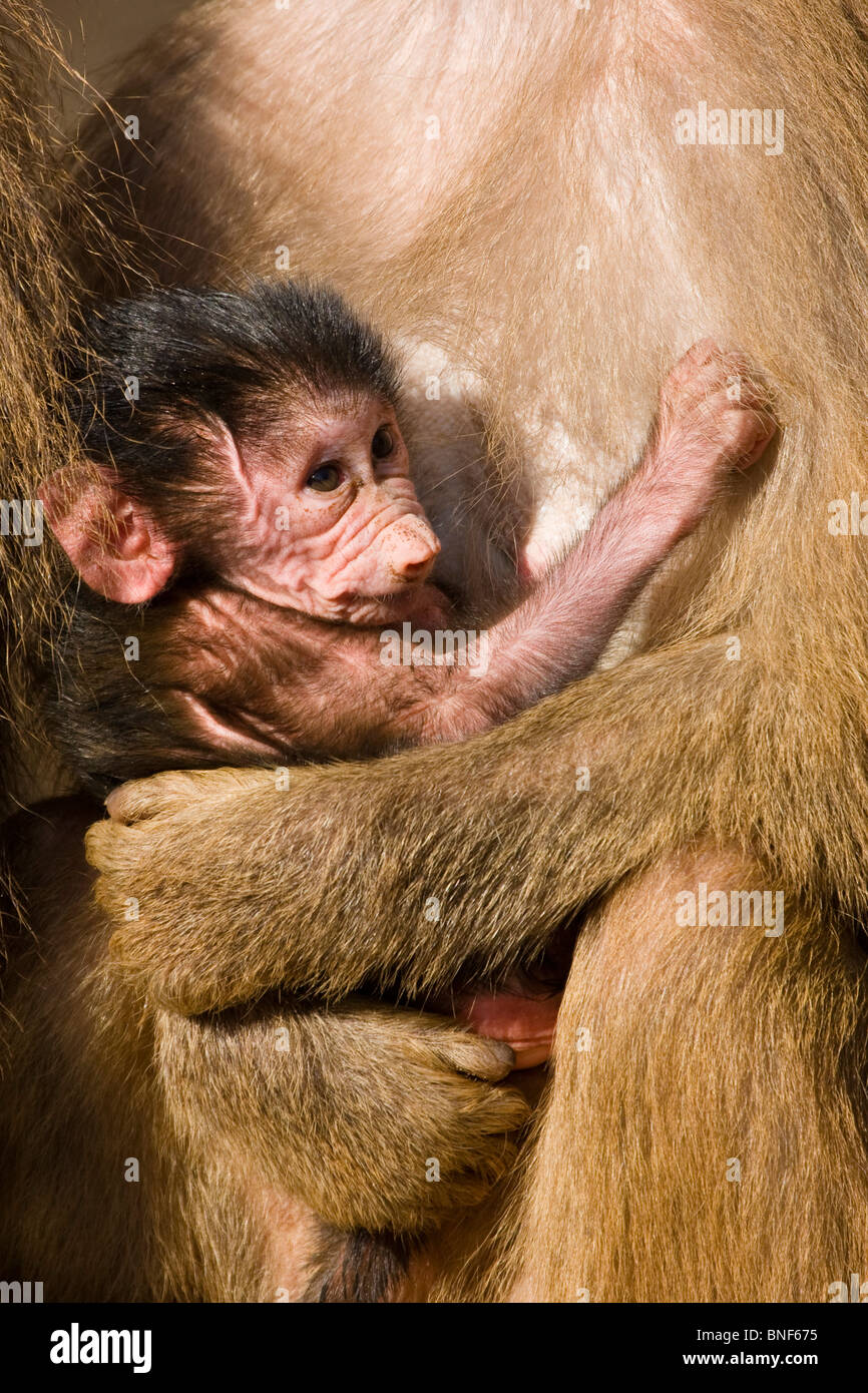 Hamadryas Pavian, Heiligen Pavian (Papio Hamadryas), Kleinkind im Arm seiner Mutter Stockfoto