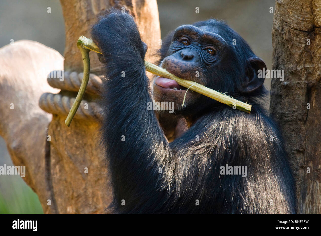 Westlichen gemeinsame Schimpanse (Pan Troglodytes Verus), schälen die Rinde eines Zweiges Stockfoto