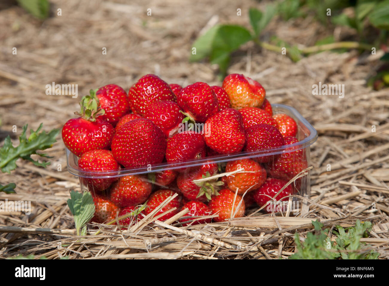 Körbchen frische Erdbeeren in der Nähe von Bridlington East Riding Yorkshire UK Stockfoto