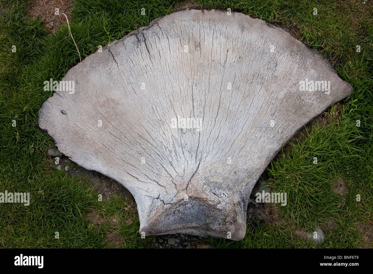 Ausrangierte Walknochen am Strand in die alte Walfangstation in Grytviken, Südgeorgien Insel Stockfoto