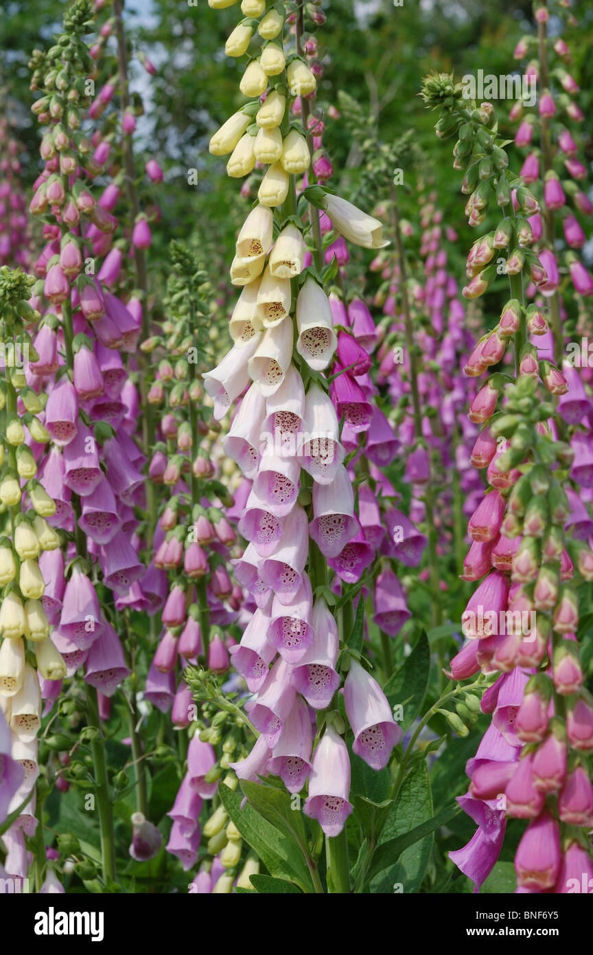 Fingerhut Digitalis purpurea Stockfoto
