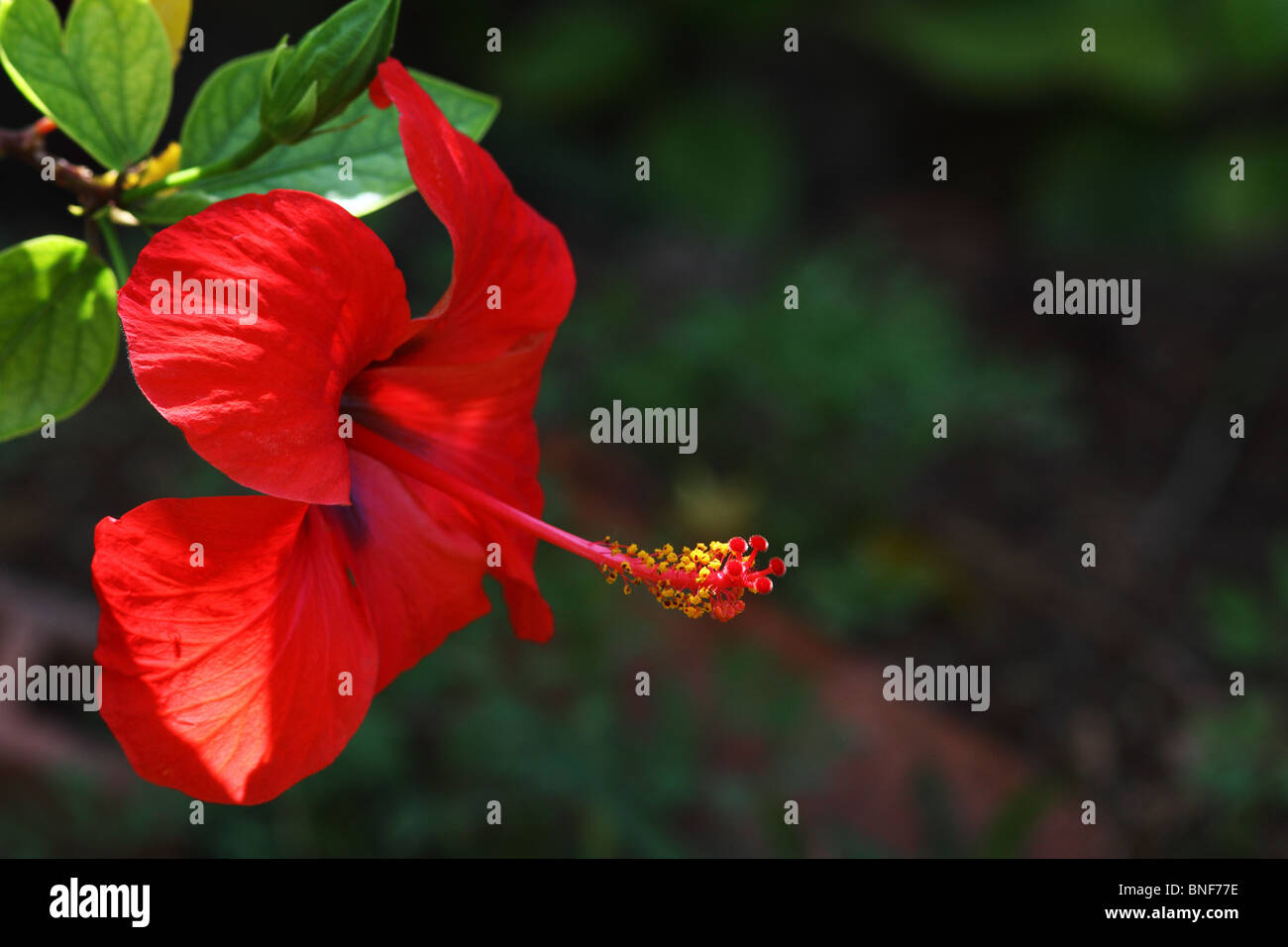 Rote Hibiscus in Blüte Stockfoto