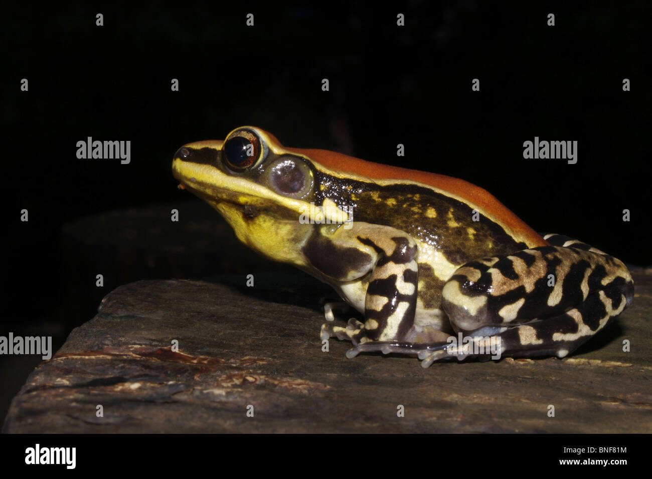 Fungoid Frosch Hydrophylax Malabaricus bunten Frosch auf dem Waldboden und niedriger Vegetation in den Western Ghats in Indien gefunden Stockfoto