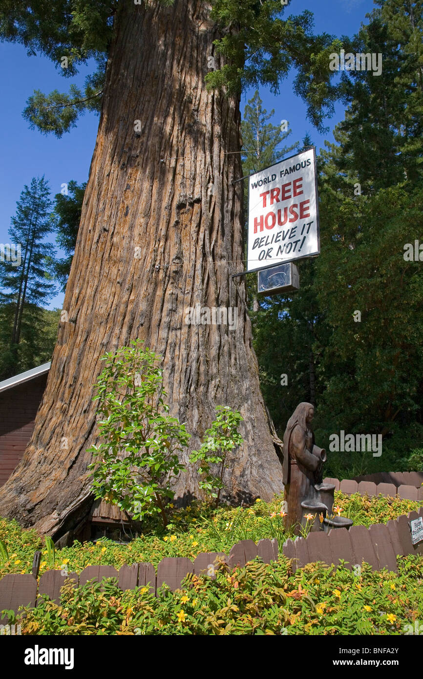 Das Baumhaus, ein Haus in einen riesigen Redwood-Baum im Norden Kaliforniens Redwoods National Park Avenue der Giganten gebaut. Stockfoto