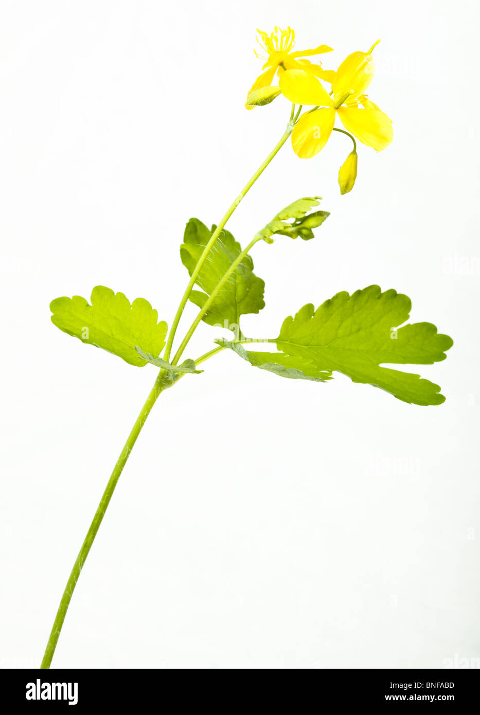 Chelidonium Majus Schöllkraut, Wartwort, Tetterwort. Blumen im Studio vor einem weißen Hintergrund. Stockfoto