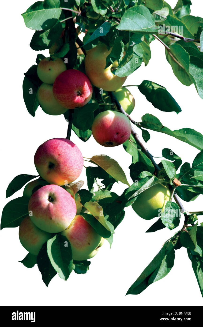 Malus Domestica, Apfelbaum mit Früchten isoliert auf weiss. Stockfoto