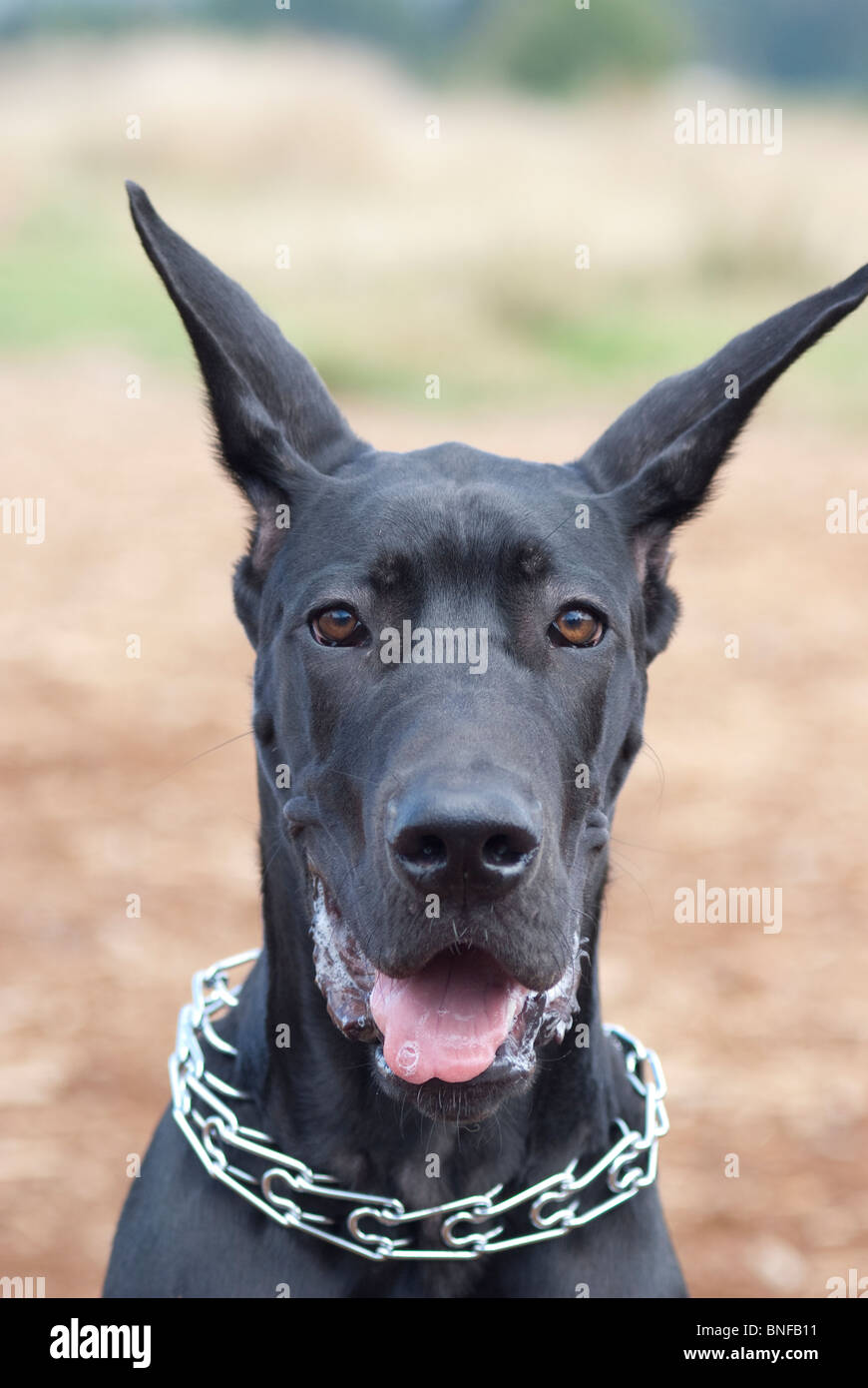 Eine schwarze Deutsche Dogge Kopf tragen ein Stachelhalsband Stockfoto