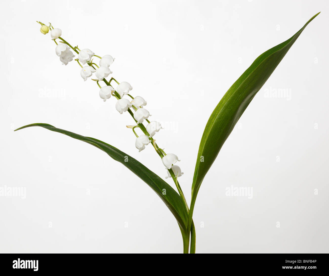 Convallariaarten Majalis, Maiglöckchen. Blumen im Studio vor einem weißen Hintergrund. Stockfoto