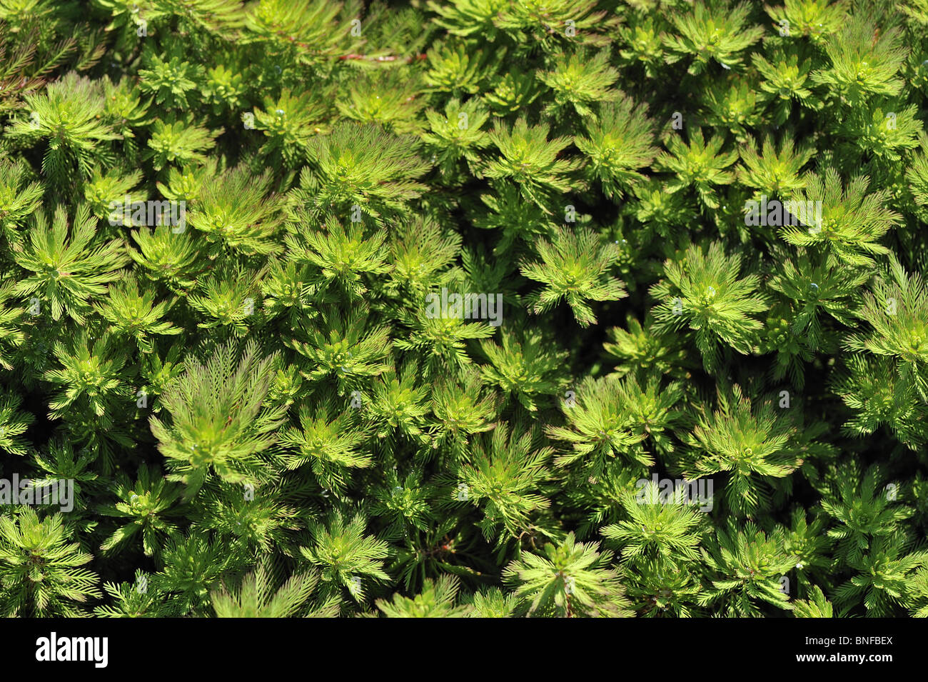 PapageienfederWassermilchfolie (Myriophyllum brasiliensis