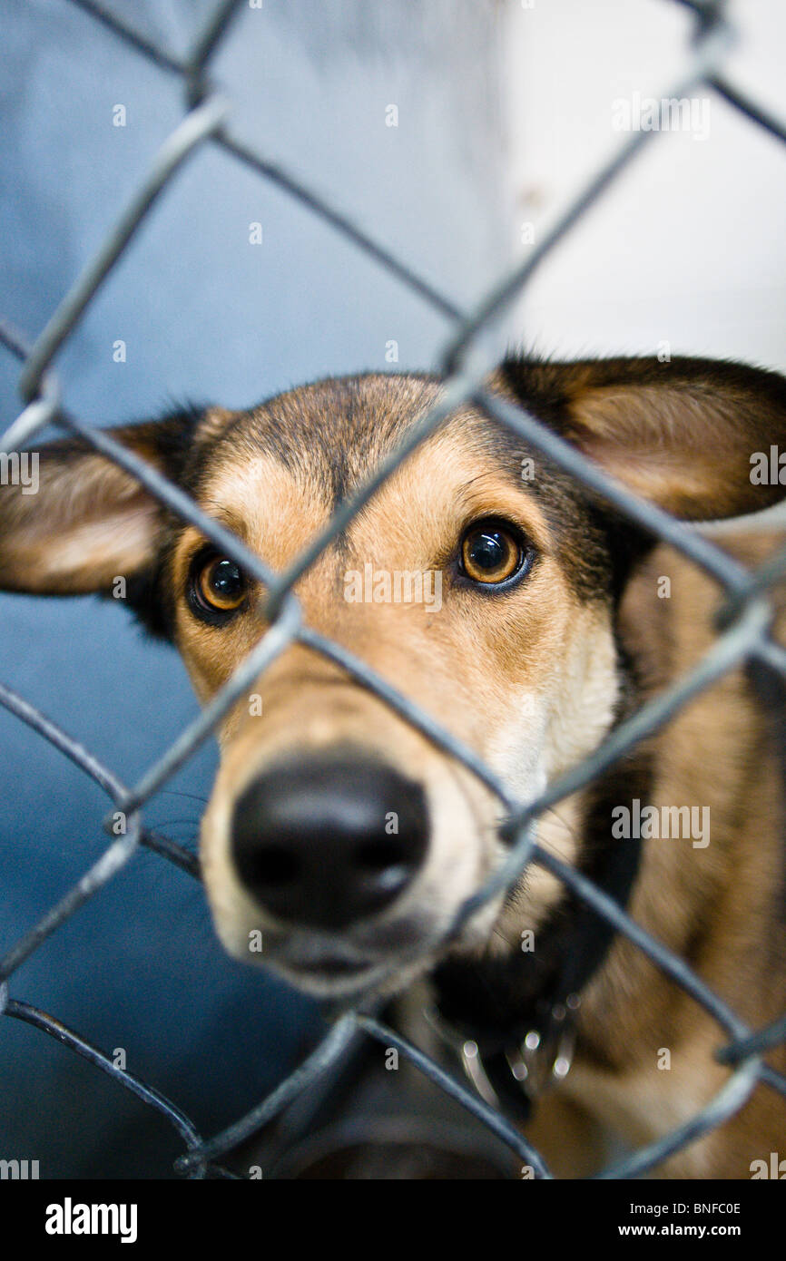 einsamen Hund mit großen Augen Flehen um gerettet zu werden Stockfoto