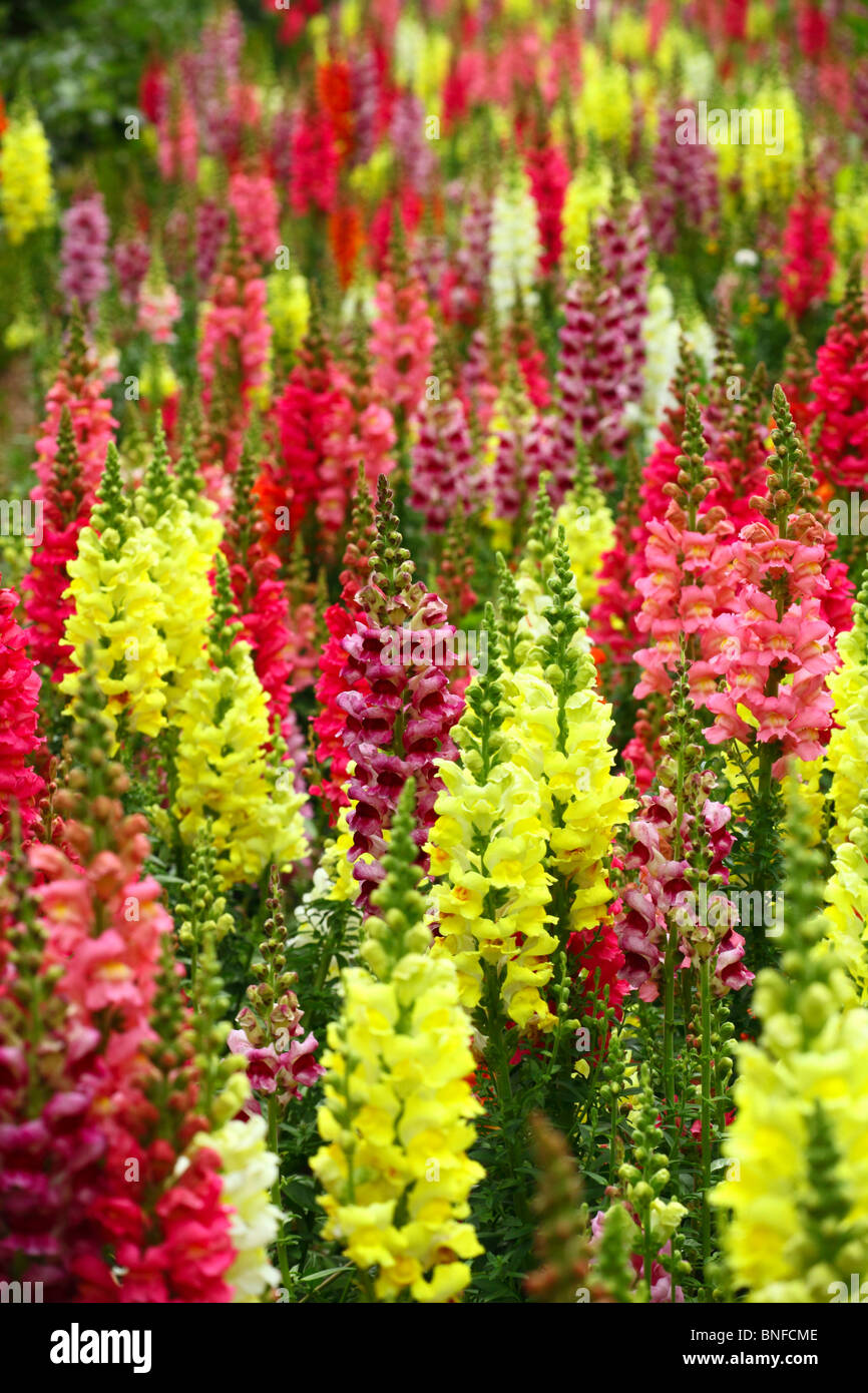 Bereich der Lupinen oder Lupinen Mitglieder der Gattung Lupinus in der Familie der Hülsenfrüchte (Fabaceae) Stockfoto