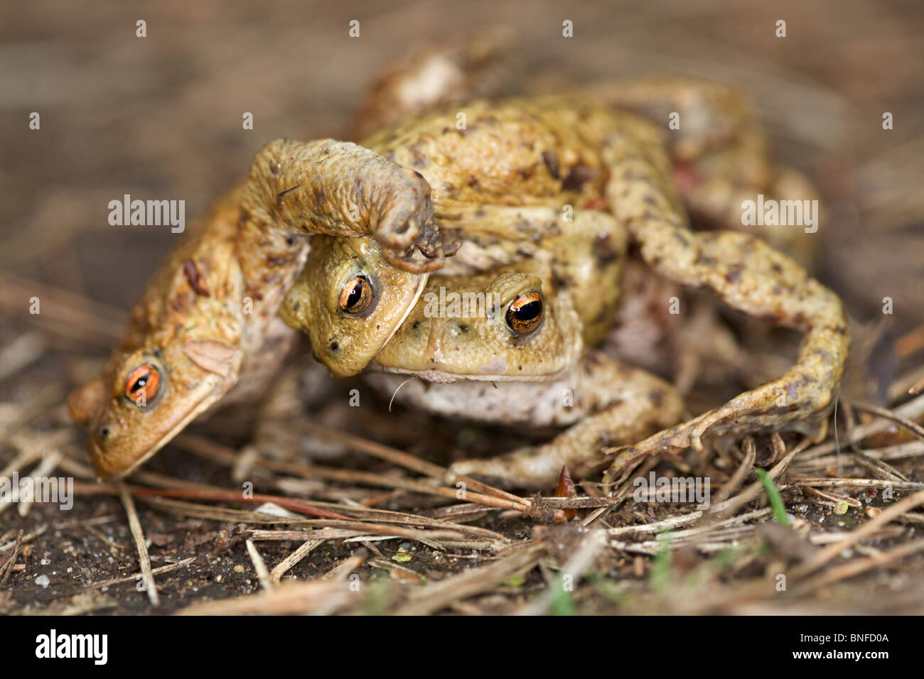 Gemeinsamen Kröte (Bufo Bufo) männliche und weibliche Paarung Stockfoto