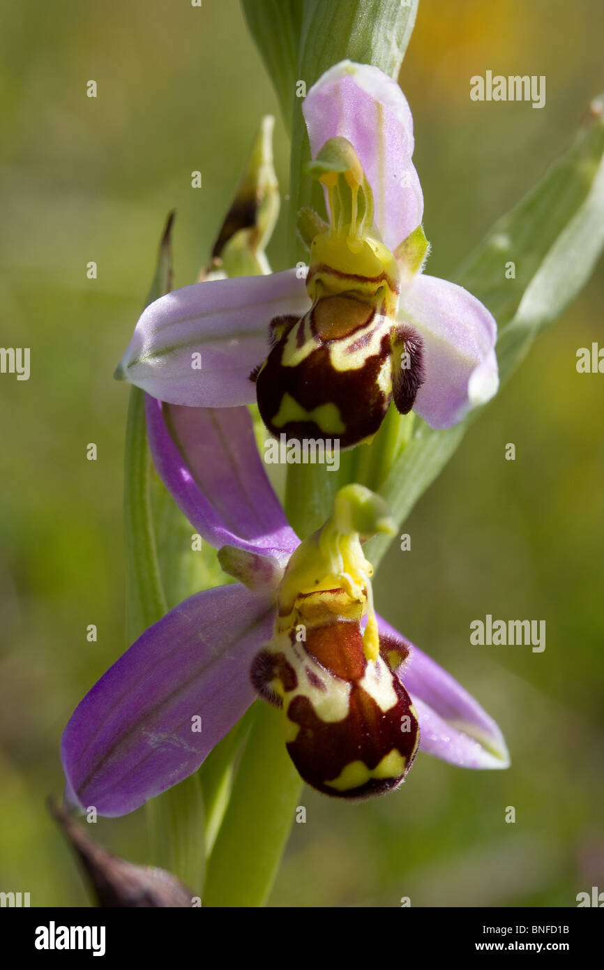 Biene Orchidee (Ophrys Apifera) Stockfoto