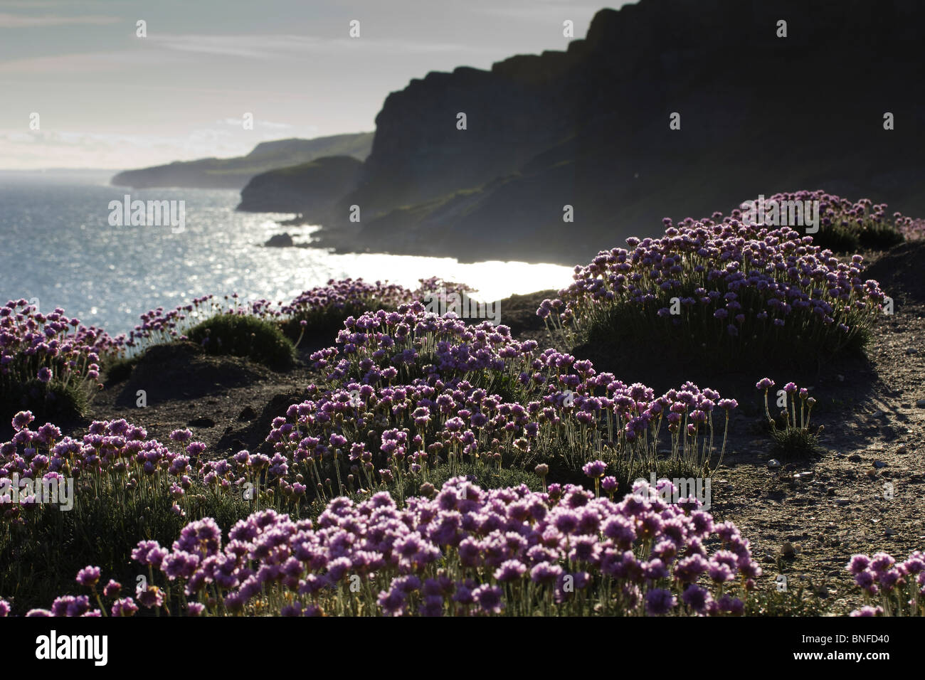 Secondhand-Blumen auf den Klippen in der Nähe von Kimmeridge auf dem South West Coast Path, Dorset, UK. Stockfoto