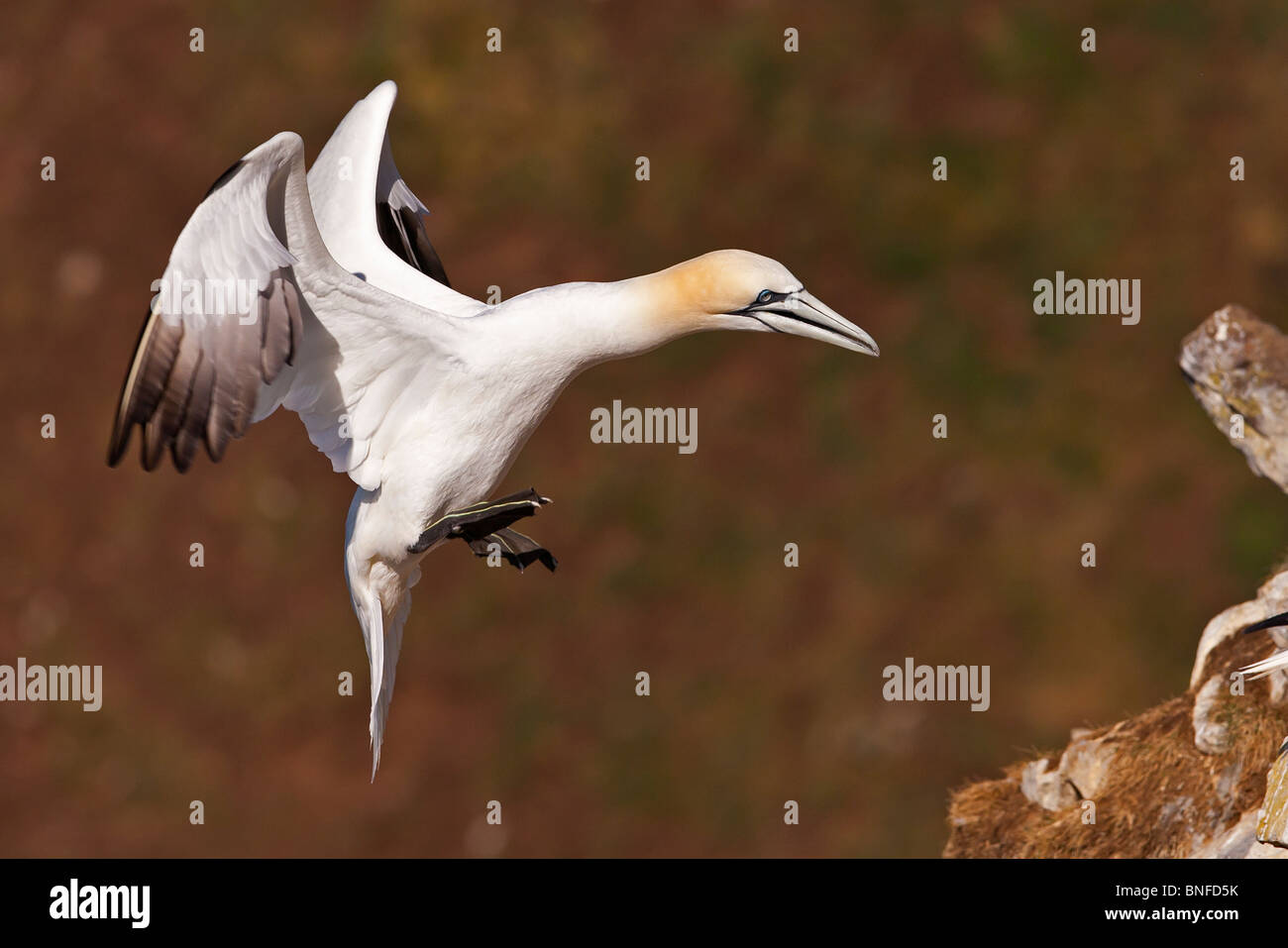 Tölpel, die kommen, um auf eine Felswand zu landen. Stockfoto