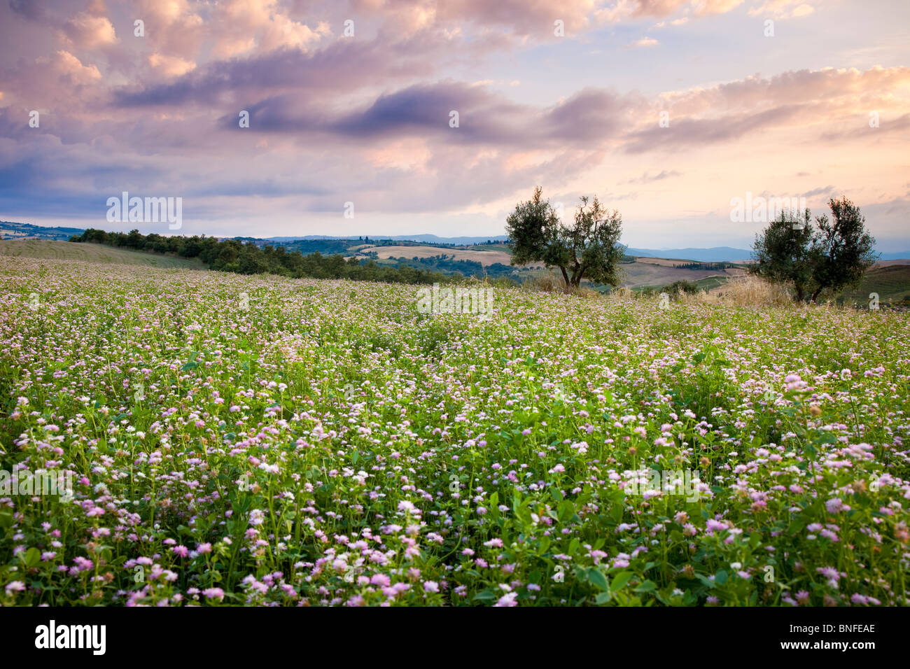 Bereich der Wildblumen bei Sonnenuntergang in der Nähe von Pienza, Toskana Italien Stockfoto