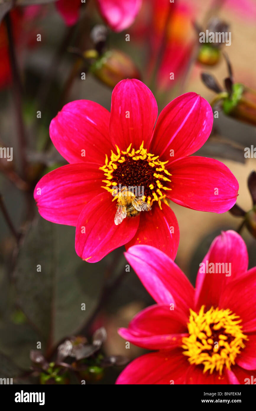 Biene auf einer Roxy Dhalia Stockfoto
