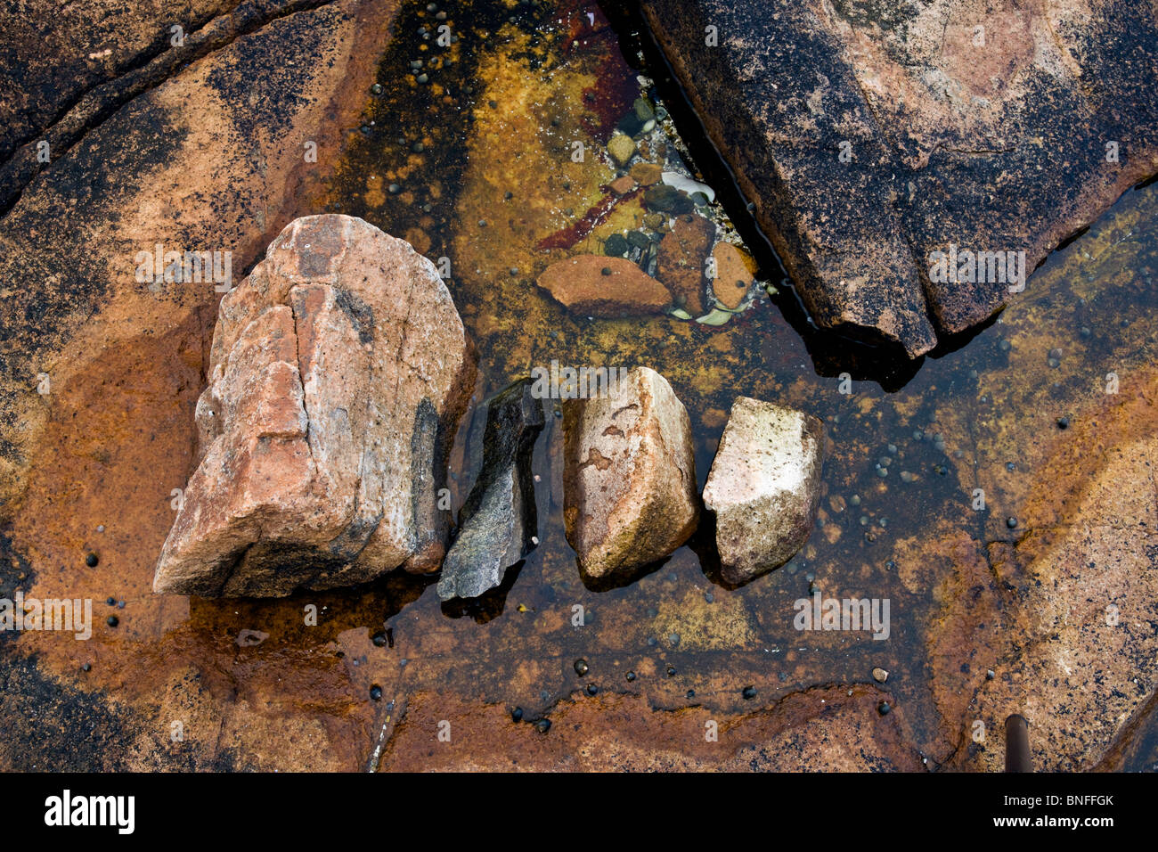 Tidepool und Felsen, Wunderland, Acadia National Park, Maine Stockfoto