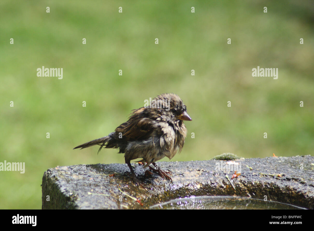 Weiblicher Haussperling sitzen auf der Seite eine Vogeltränke. Stockfoto