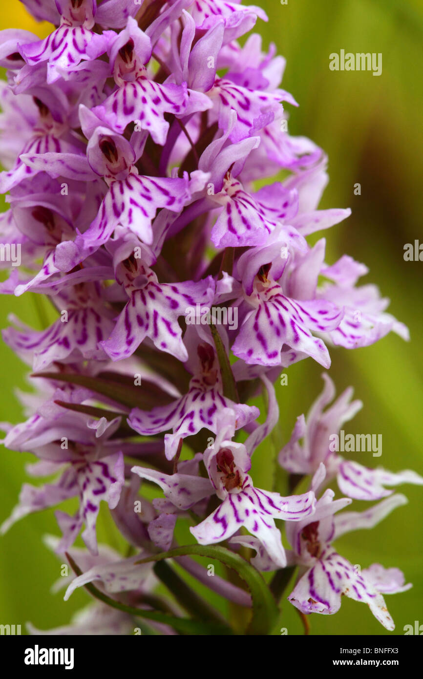 Gemeinsamen entdeckt Orchidee Dactylorhiza fuchsii Stockfoto
