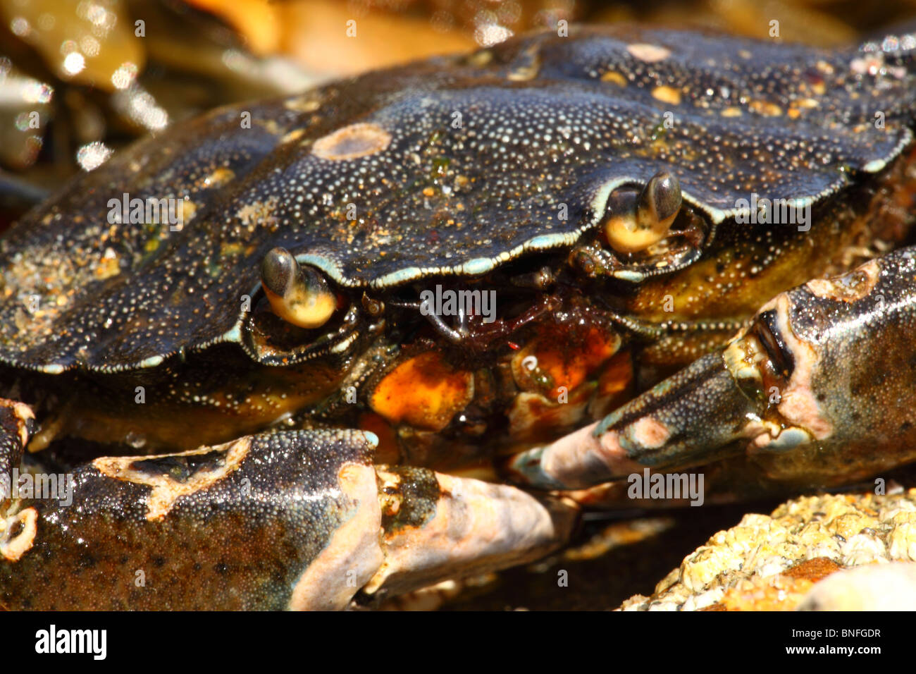 Nahaufnahme einer gemeinsamen Ufer Krabbe Carcinus maenas Stockfoto