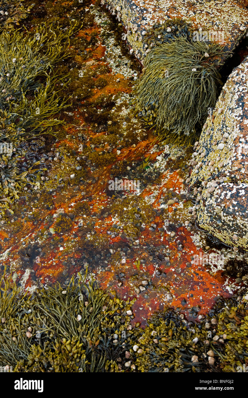 Tidepool und Felsen, Wunderland, Acadia National Park, Maine Stockfoto
