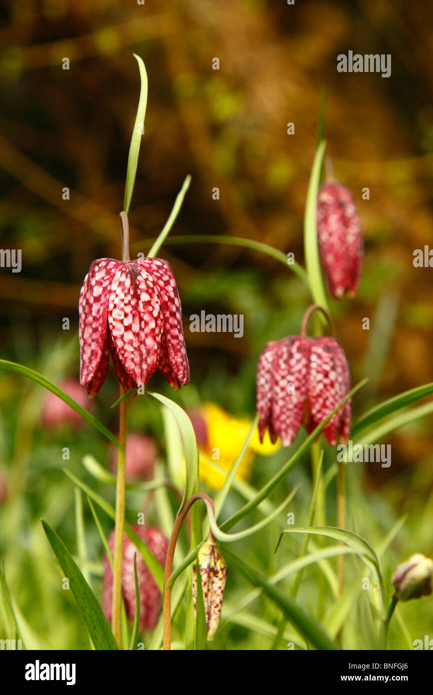 Schlangen Kopf Fritillary Blüte Fritillaria meleagris Stockfoto