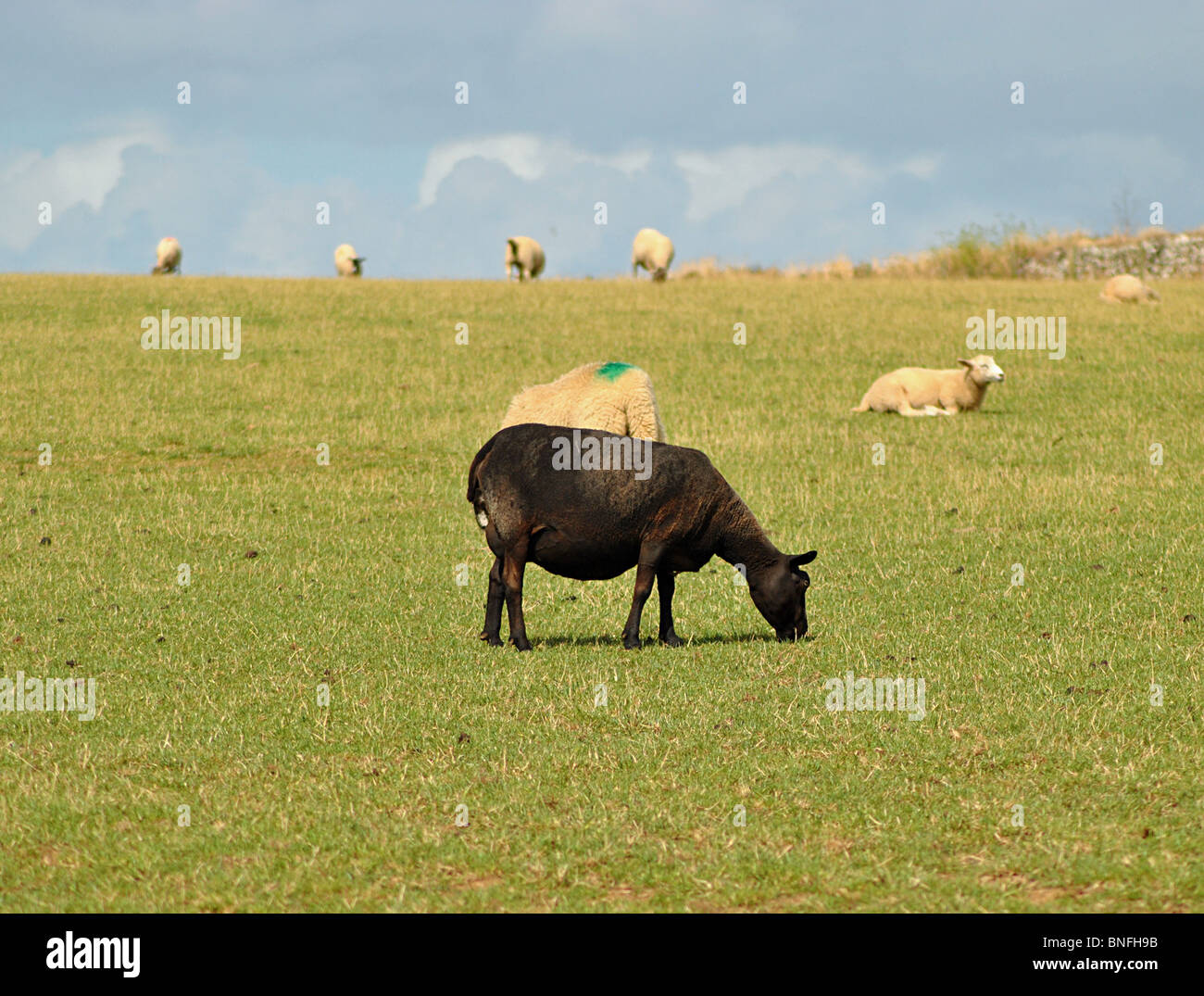 Einzelne schwarze Schafe im Bereich der weißen, Cornwall, England Stockfoto