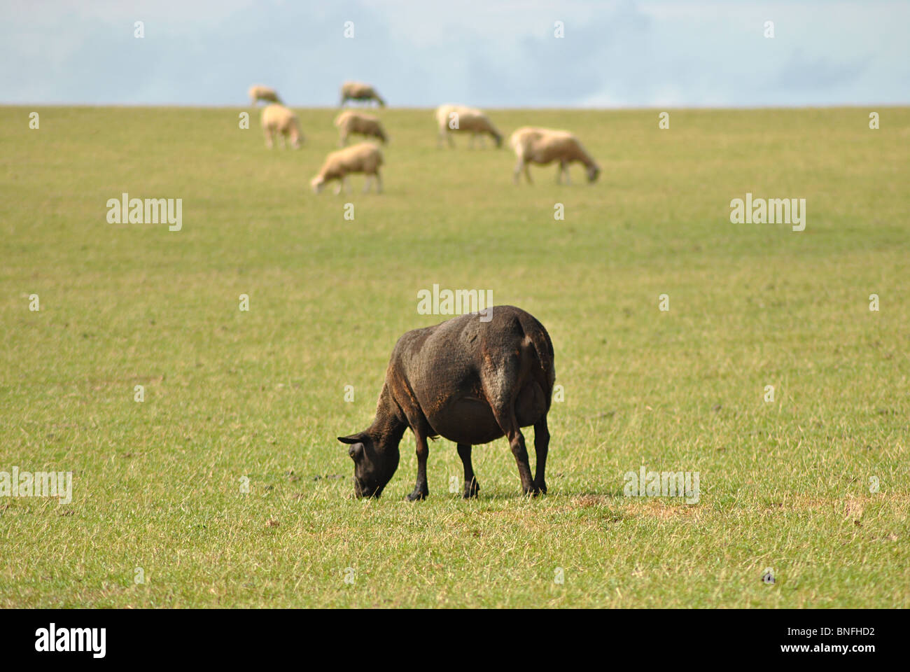 Einzelne schwarze Schafe weiden in einem Feld von weißen Stockfoto