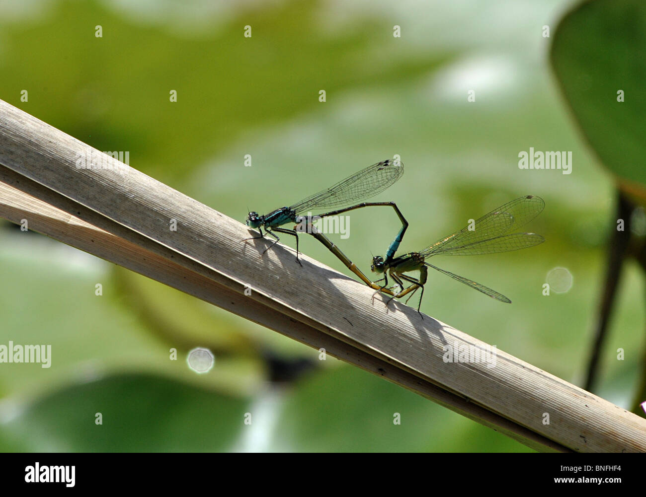 Paarende Libellen, England Stockfoto