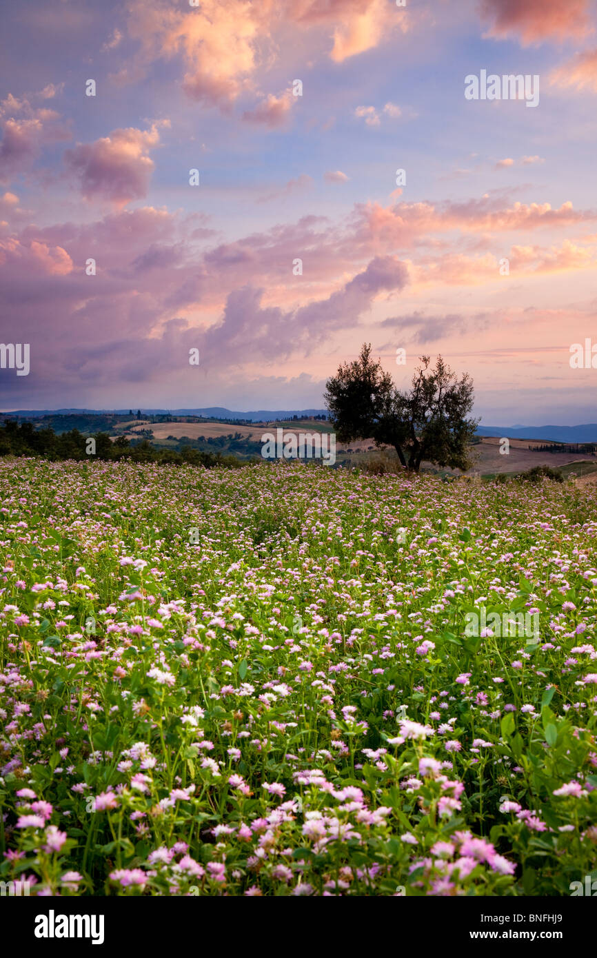 Bereich der Wildblumen bei Sonnenuntergang in der Nähe von Pienza, Toskana Italien Stockfoto