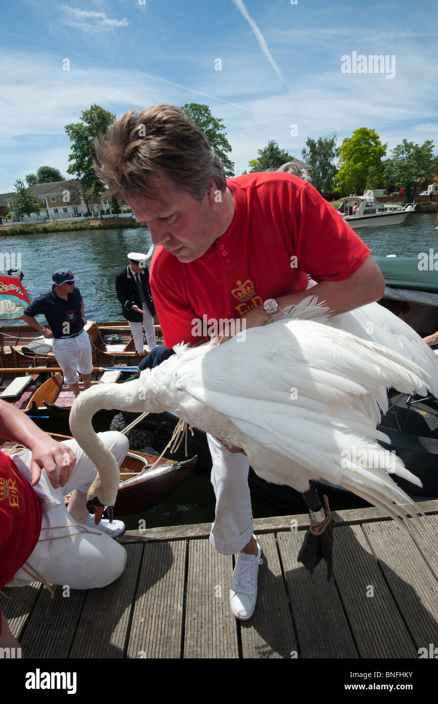 Swan Upping auf Themse. Eines der Royal Obermaterial trägt einen Schwan auf der Steganlage in Staines Stockfoto