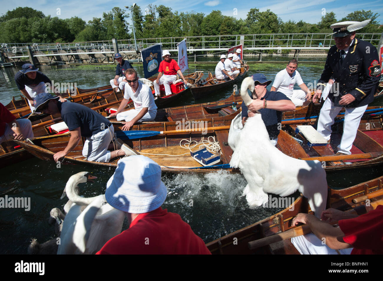 Jährliche Swan Upping auf Themse. Überfüllten Szene als eines der Färber Royalty-Oberteil hebt einen Schwan aus dem Fluss durch den Hals Stockfoto