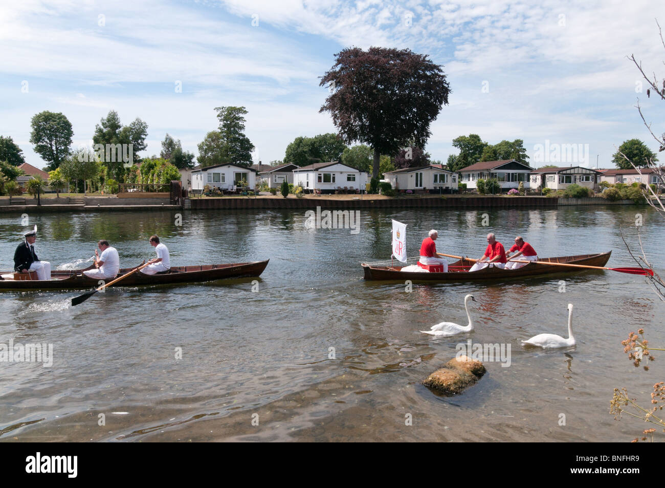 Jährliche Swan Upping auf Themse; Obermaterial aus Zeile s entlang ein paar Schwäne mit keine Cygnets ignorieren Stockfoto