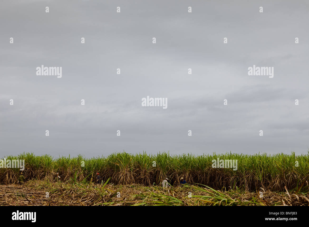 Ernte von Zuckerrohr, kubanische Interieur, Kuba Stockfoto