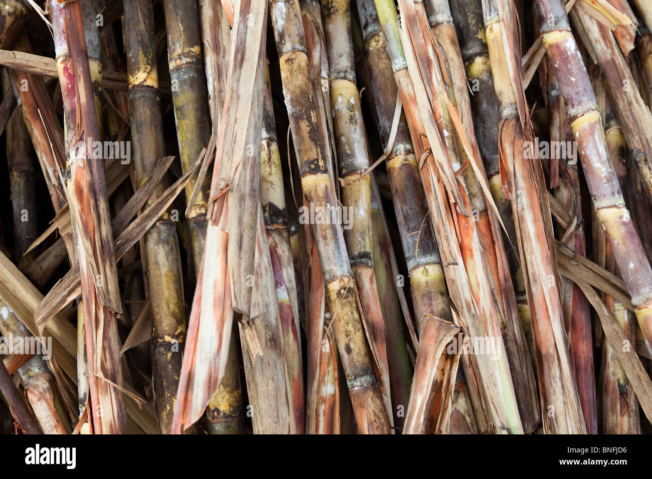 Streifen von Zuckerrohr in einem Feld - Ernte von Zuckerrohr, kubanische Interieur, Kuba Stockfoto