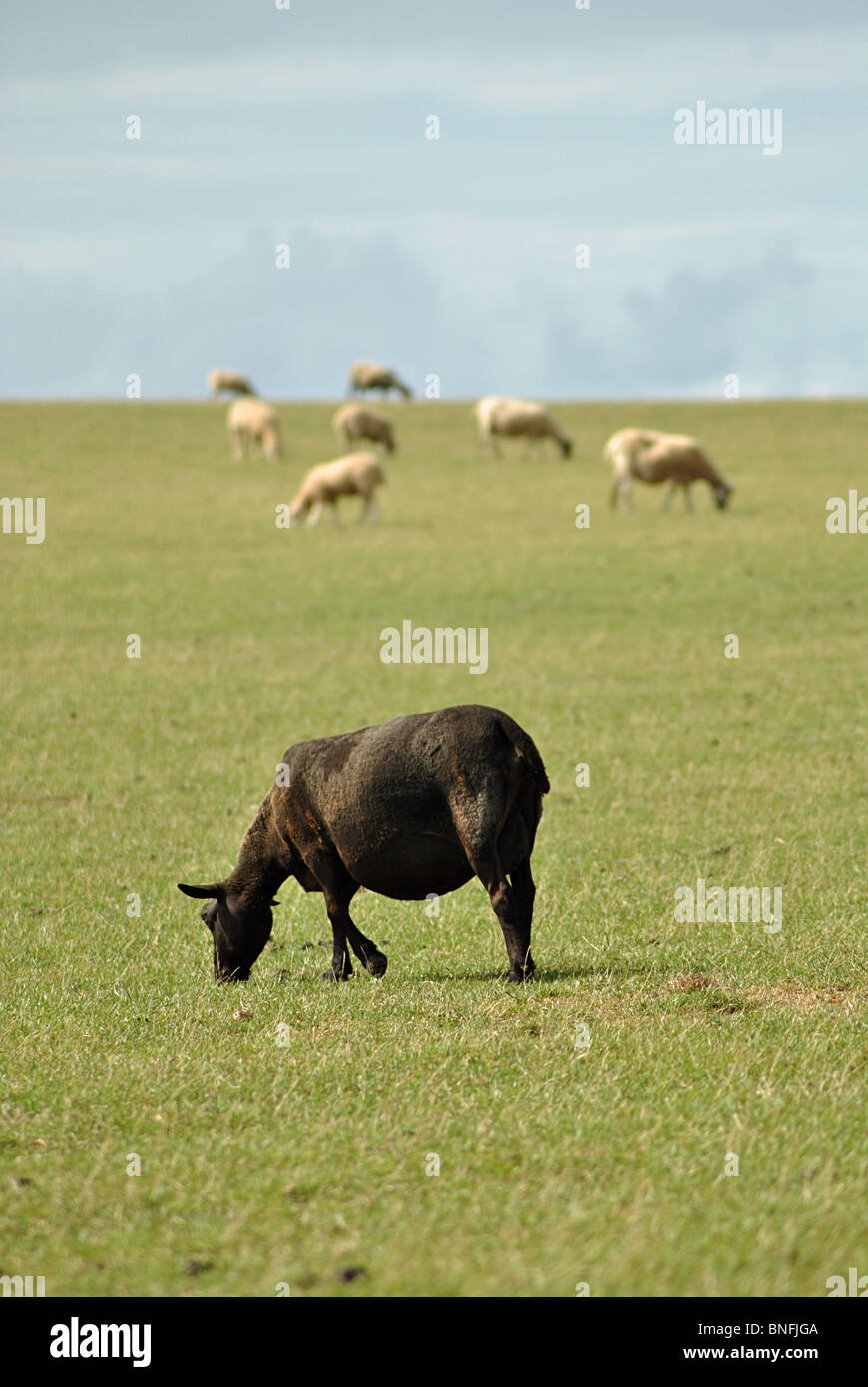 Einzelne schwarze Schafe weiden in einem Feld von weißen Stockfoto