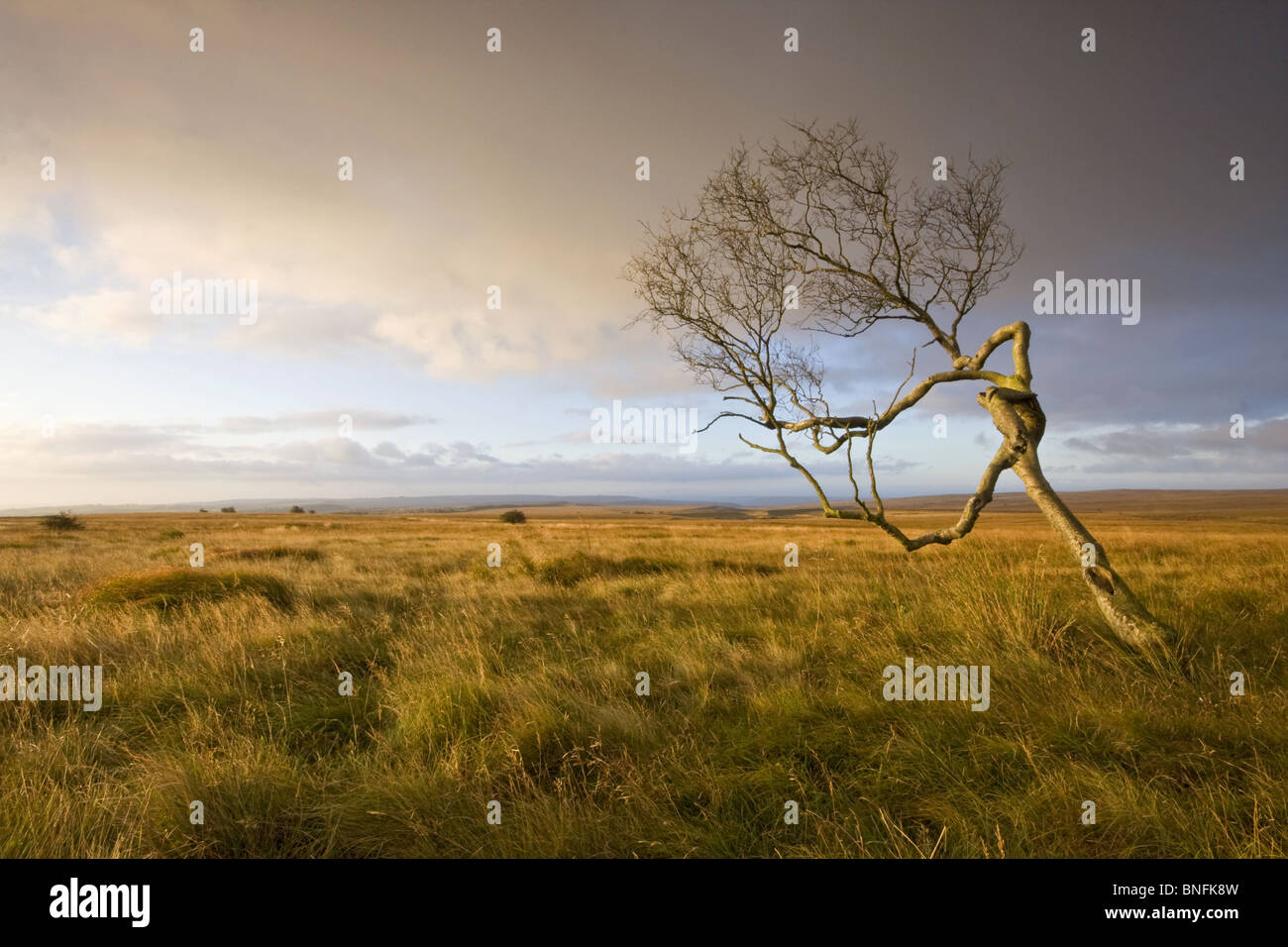 Wind fegte Baum auf großen moor Stockfoto
